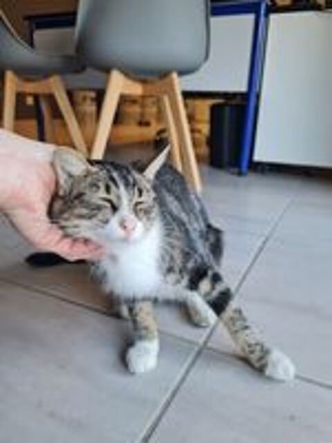   Rhéa à l adoption 