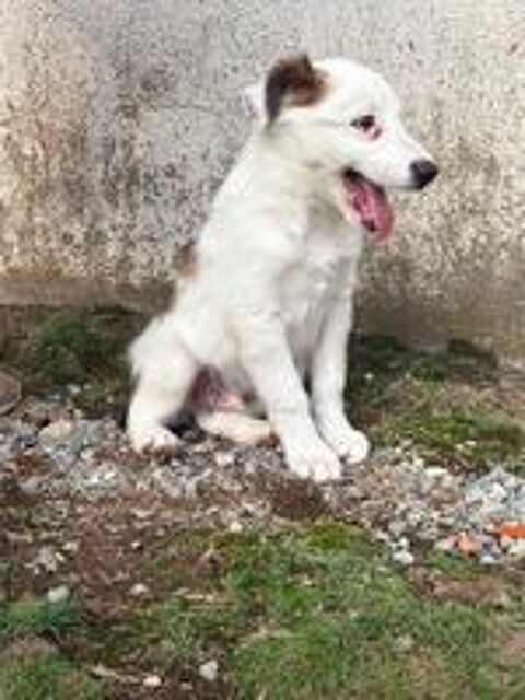   chiot border collie 