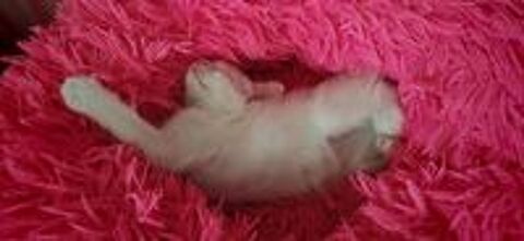   Chaton à l'adoption  