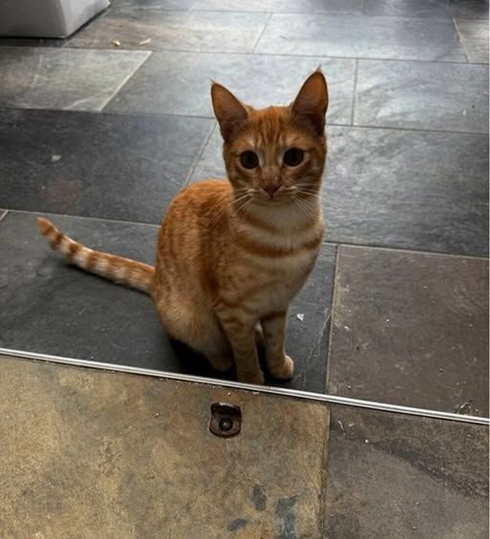   Chat VICKY � l adoption 