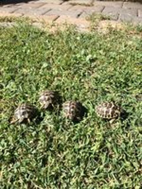   tortue de terre 