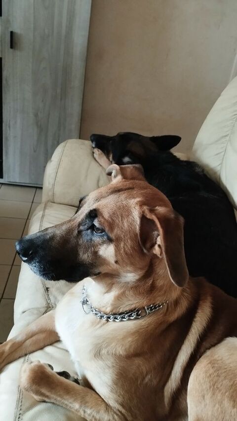 Don de chiots 0 59500 Douai