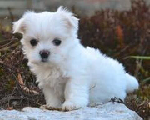   Adorable petit mâle bichon maltais 