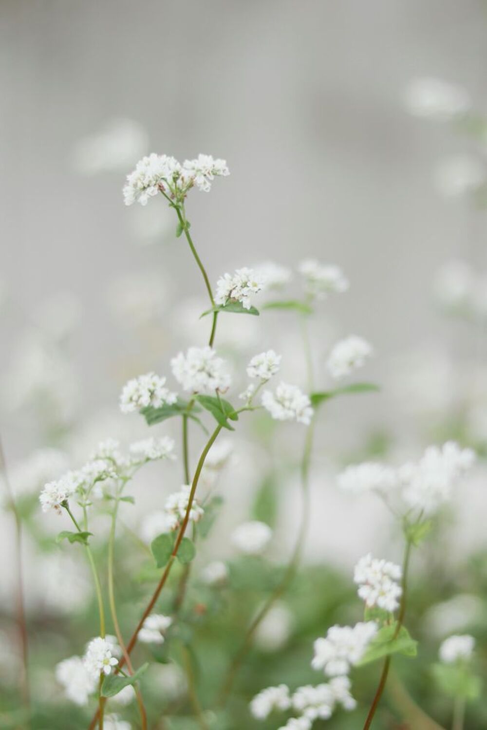   Cours d'hébreu pour débutants et intermédiaires 