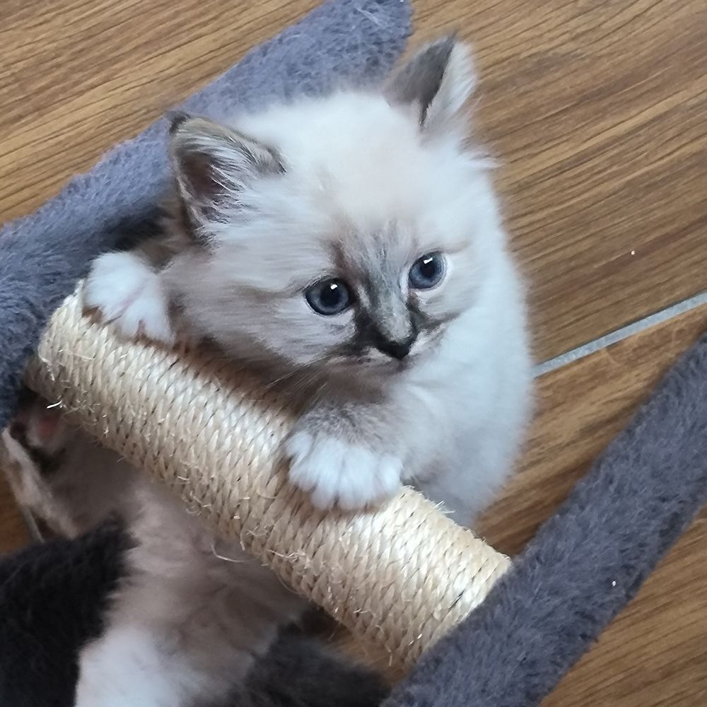    sacré de Birmanie loof seal silver tabby , seal point  