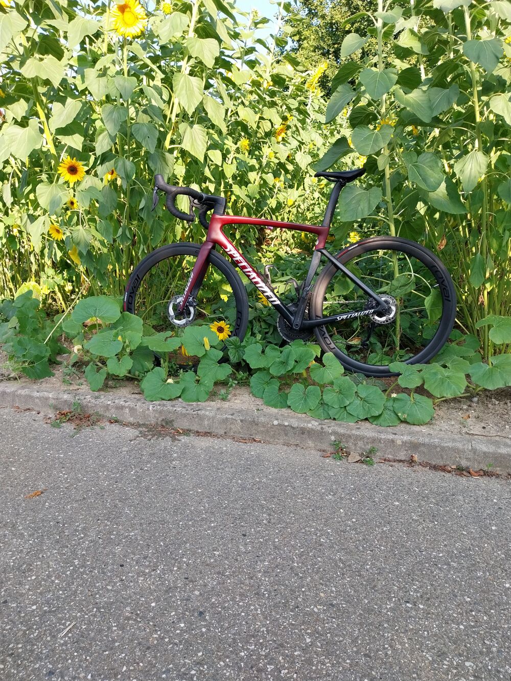 Velo tarmac Expert specialized Di2 12 v comme neuf Vlos