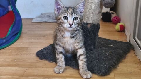 Superbe chaton femelle ray&eacute;e grise 0 13600 Ceyreste