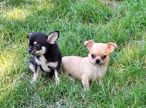 chihuahua non lof poil court  900 64100 Bayonne