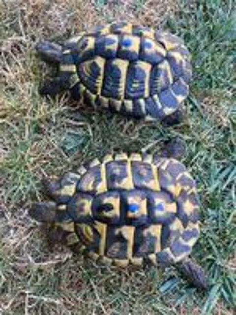   Tortue de terre  