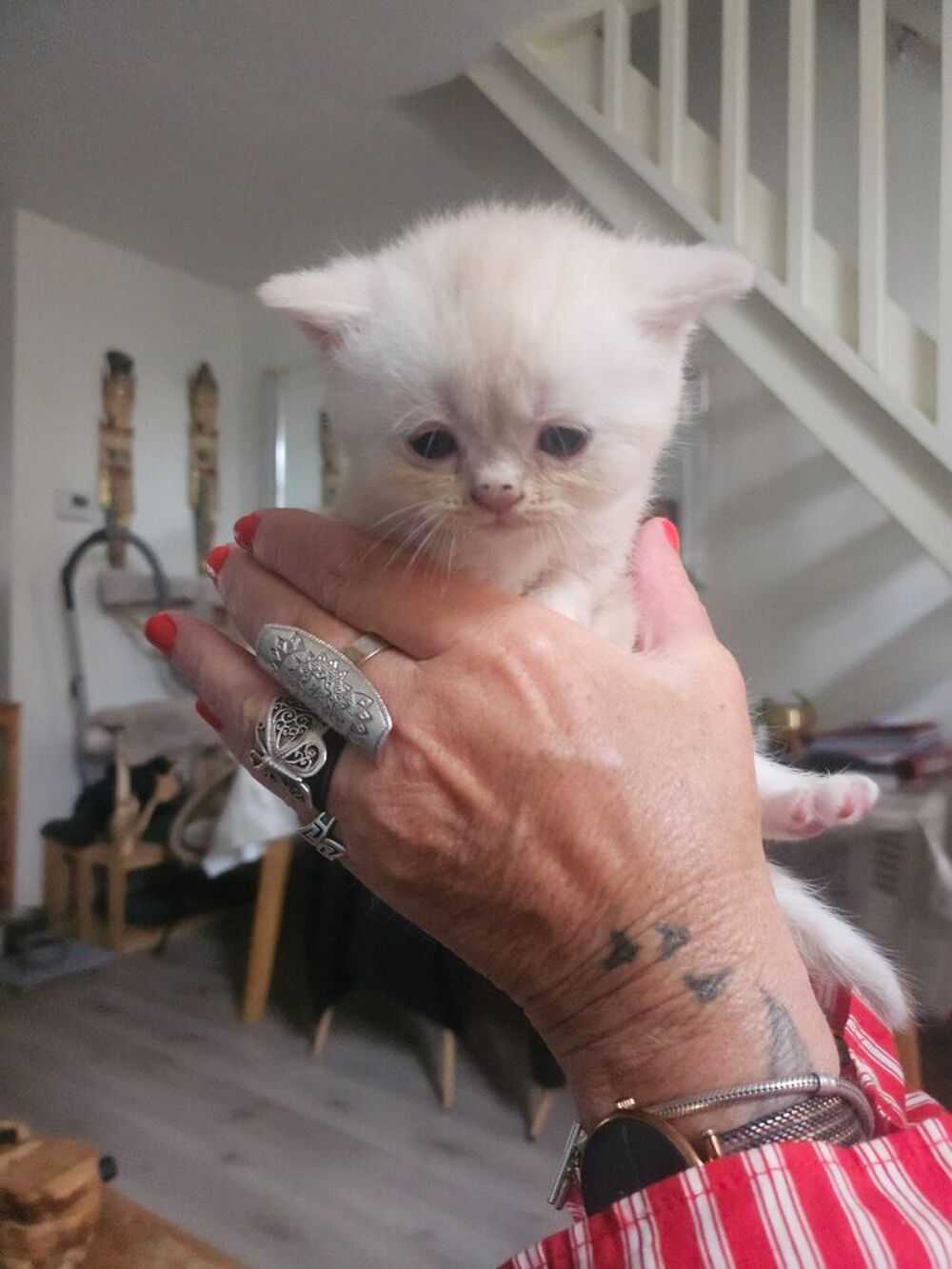   Chaton scottish croise fold  