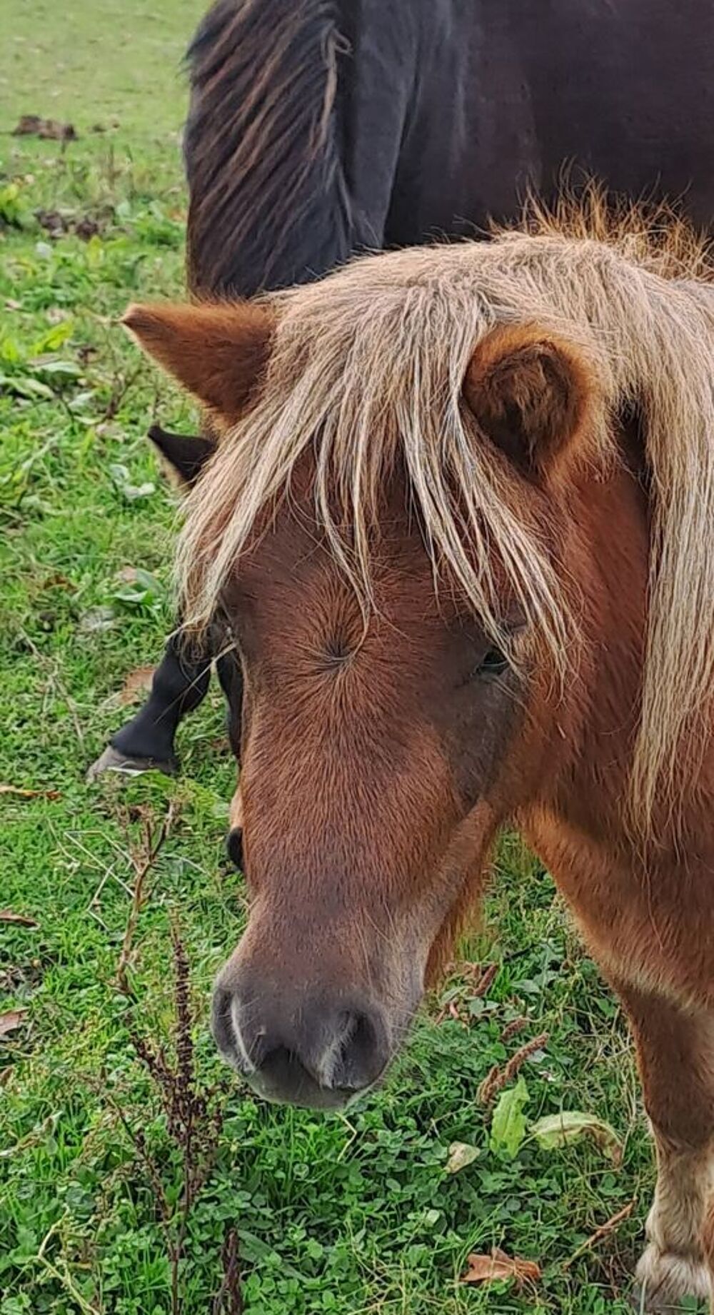   tr�s belle ponette shetland de 3 ans 