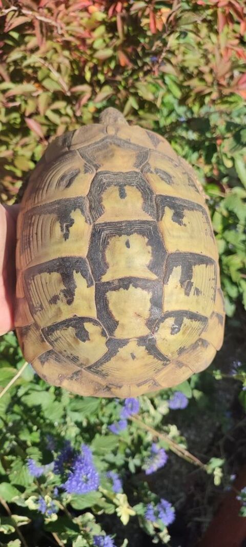 Femelle tortue boettgerie adulte 550 77127 Lieusaint