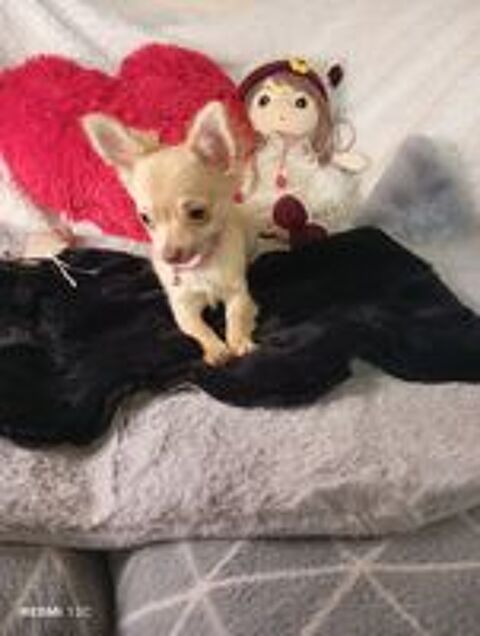   Disponible chiot femelle chihuahua poils longs  