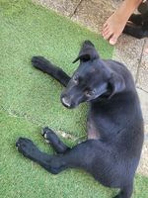   3 chiots 