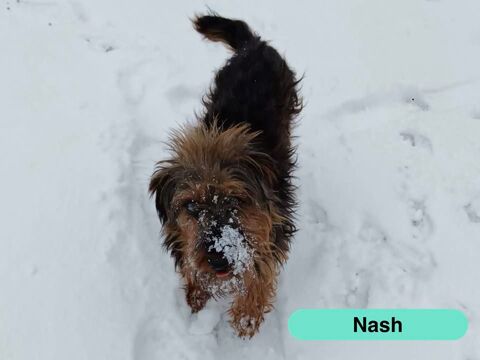 Nash, welsh terrier &agrave; adopter 220 18210 Bessais-le-fromental