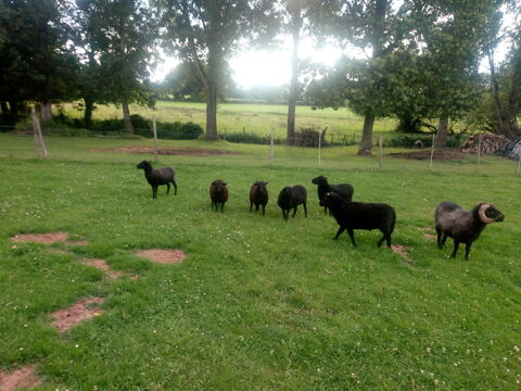 Donne deux jeunes B&eacute;liers. 0 56220 Malansac