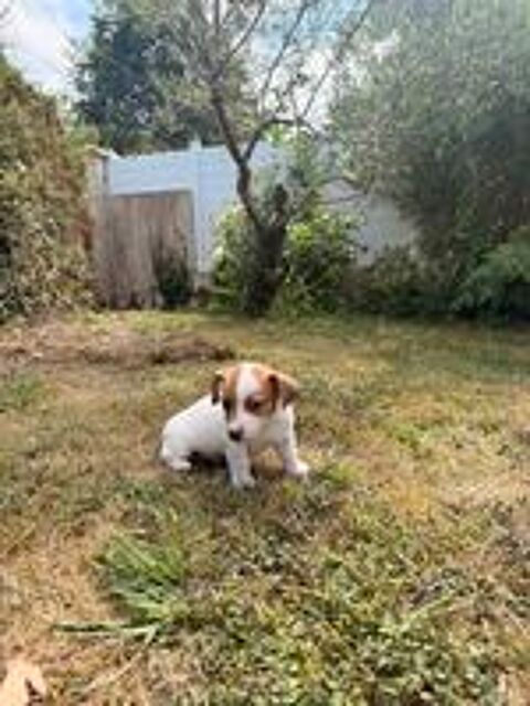   Chiot Jack Russel 