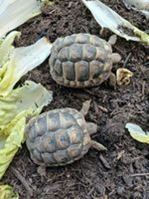   Tortues  