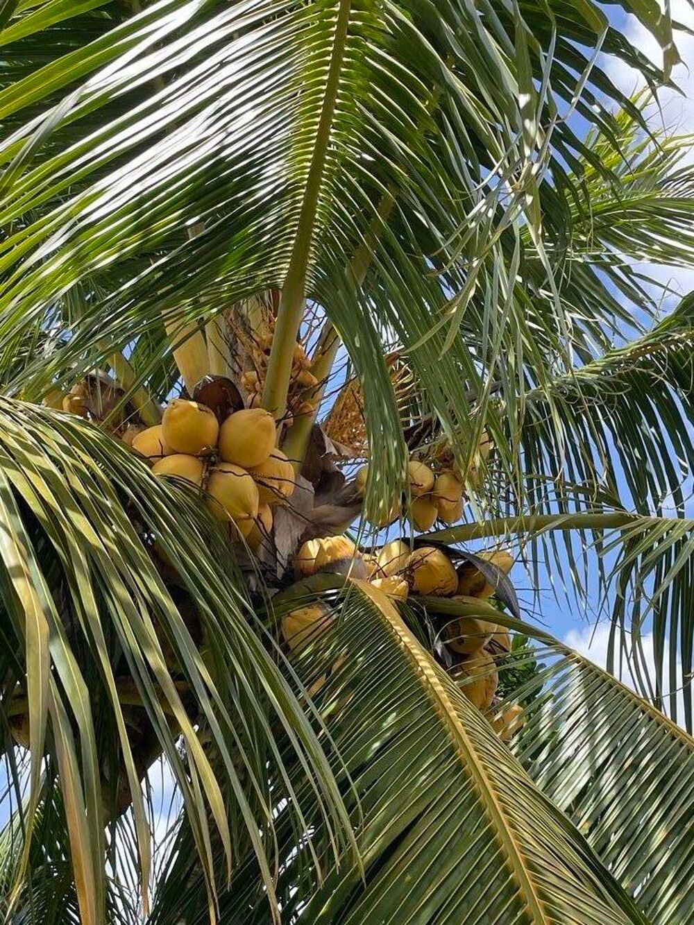 Plan coco nain Jardin