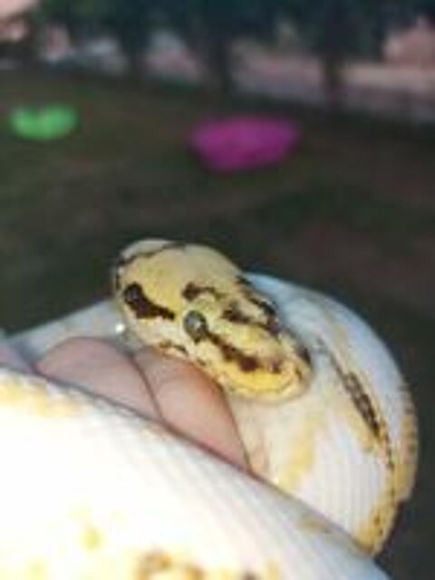   python femelle avec terrarium 