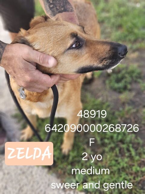 ZELDA FEMELLE   2 AN A SAUVER DE ROUMANIE 2 POUR ADOPTION OU ACCEUIL 0 75018 Paris