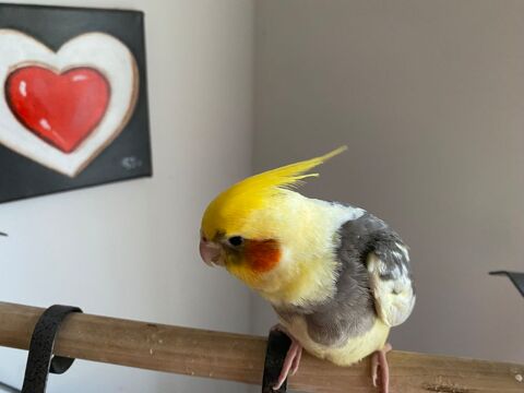 Calopsittes enti&egrave;rement EAM 110 33490 Semens