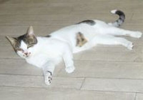   Agile chat adorable et gentil  