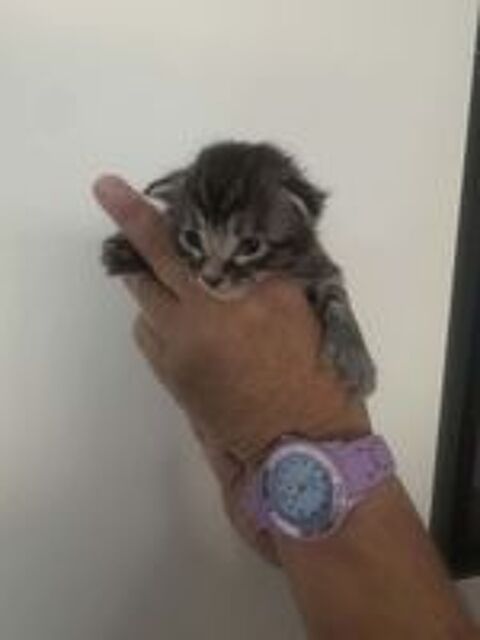   Maine coon polydactyle 0781853139 