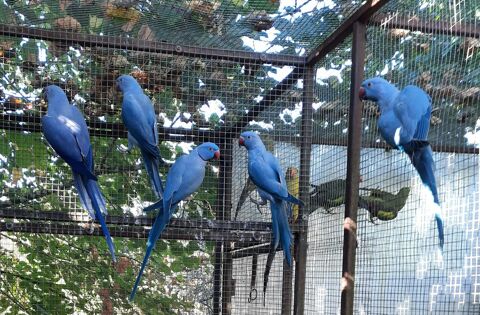 Perruches à   Collier d'Asie 90 24290 Saint-lon-sur-vzre