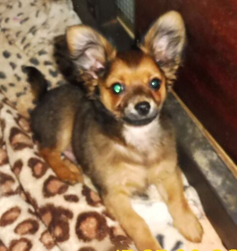 MERVEILLEUX petit CHIHUAHUA a poils long  980 82000 Montauban