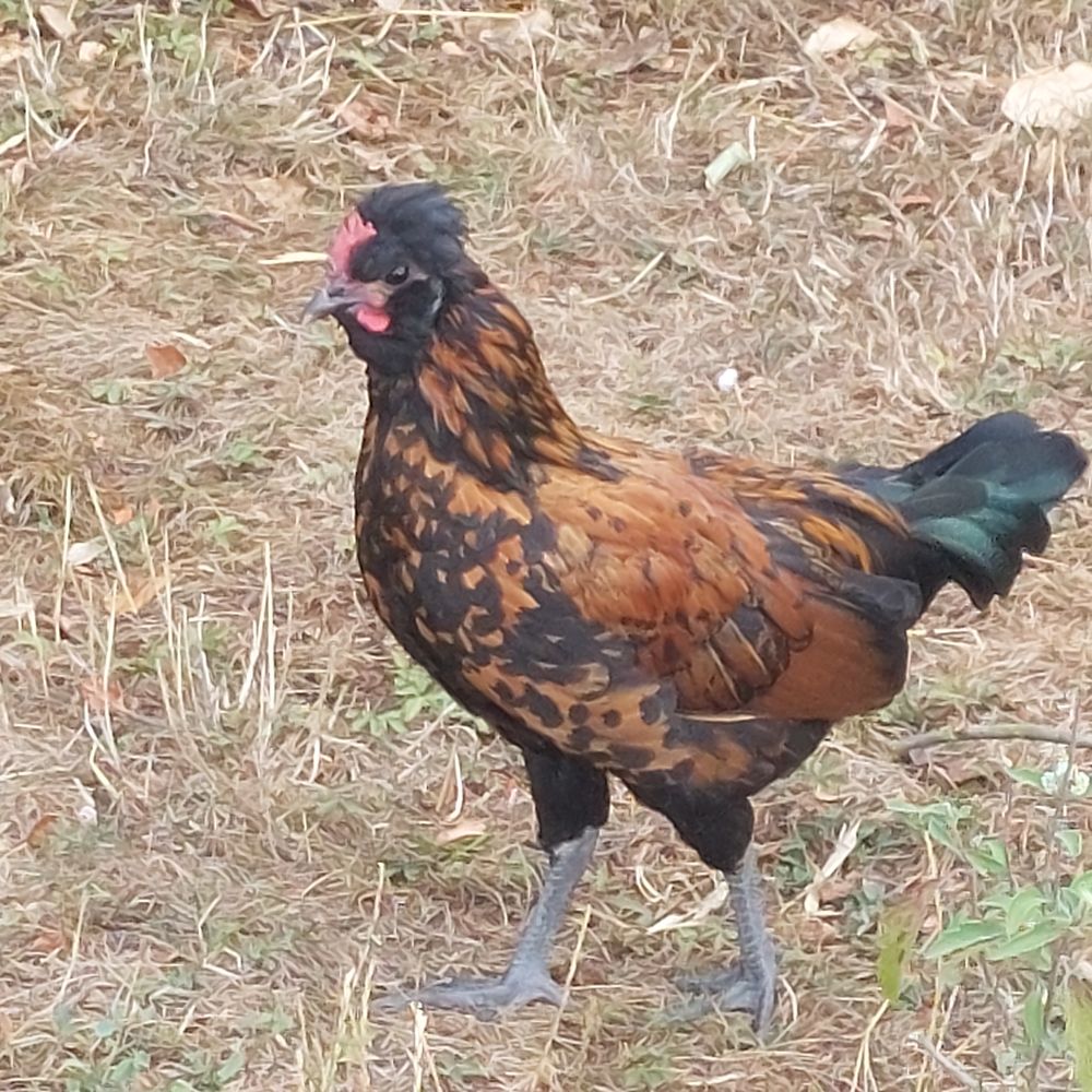   Magnifique coq nain de 3 mois
