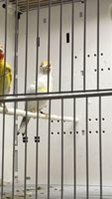   Canaris mutation 