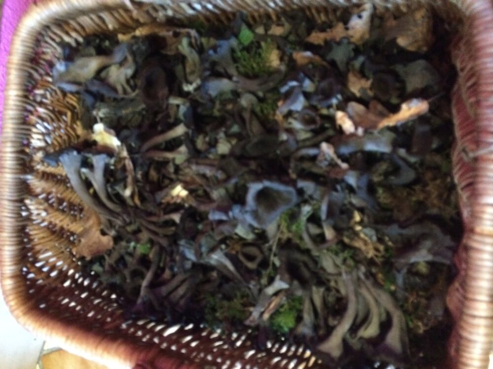 TROMPETTES DE LA MORT SECHEES cueillies cet automne Cuisine