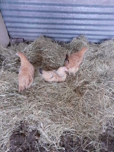 Jeunes couples Marradunia 20 27400 Canappeville