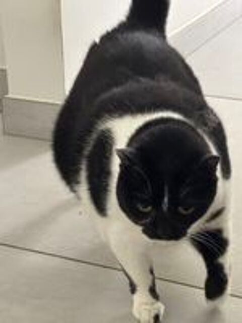   Recherche nouvelle famille aimante pour Shaza. 