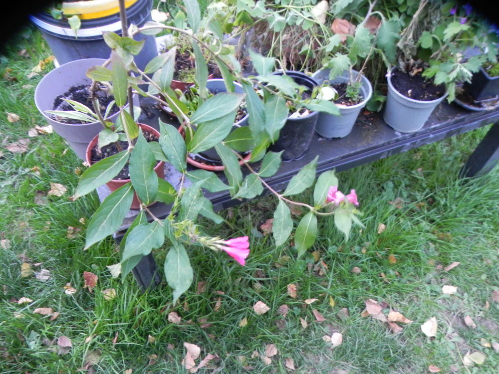 Arbuste Weigelia red prince, &agrave; clochettes rouges Jardin