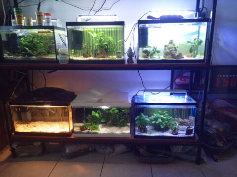 6 aquariums 15 litres 15 82000 Montauban