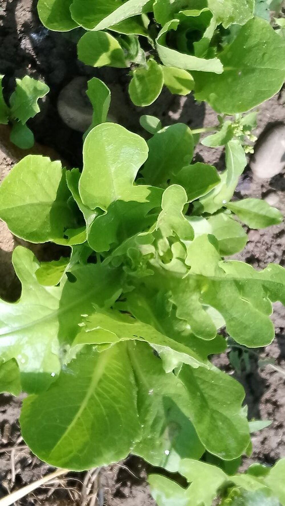 Salade bio
Jardin