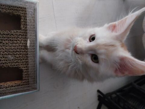 Chaton male pure race Maine coon 1000 31570 Sainte-foy-d'aigrefeuille