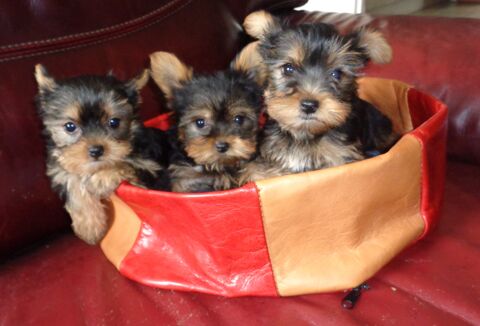 YORKSHIRE  FEMELLES ET MALE 1300 77930 Chailly-en-bire