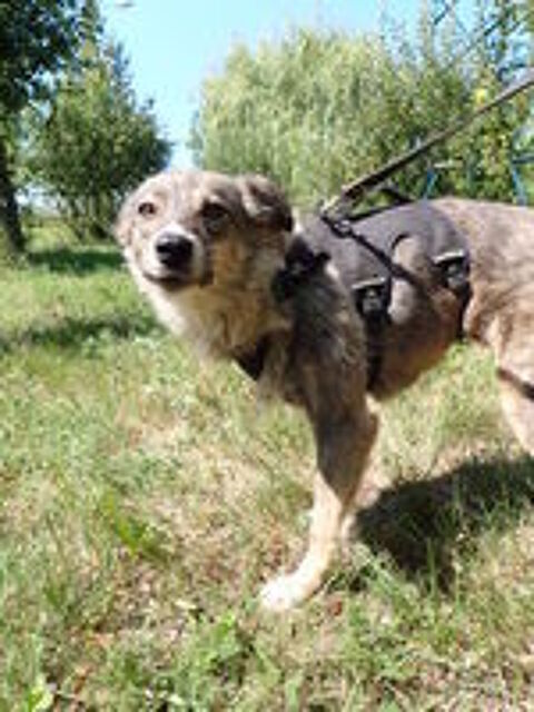   Elegance  l'adoption , en urgence 