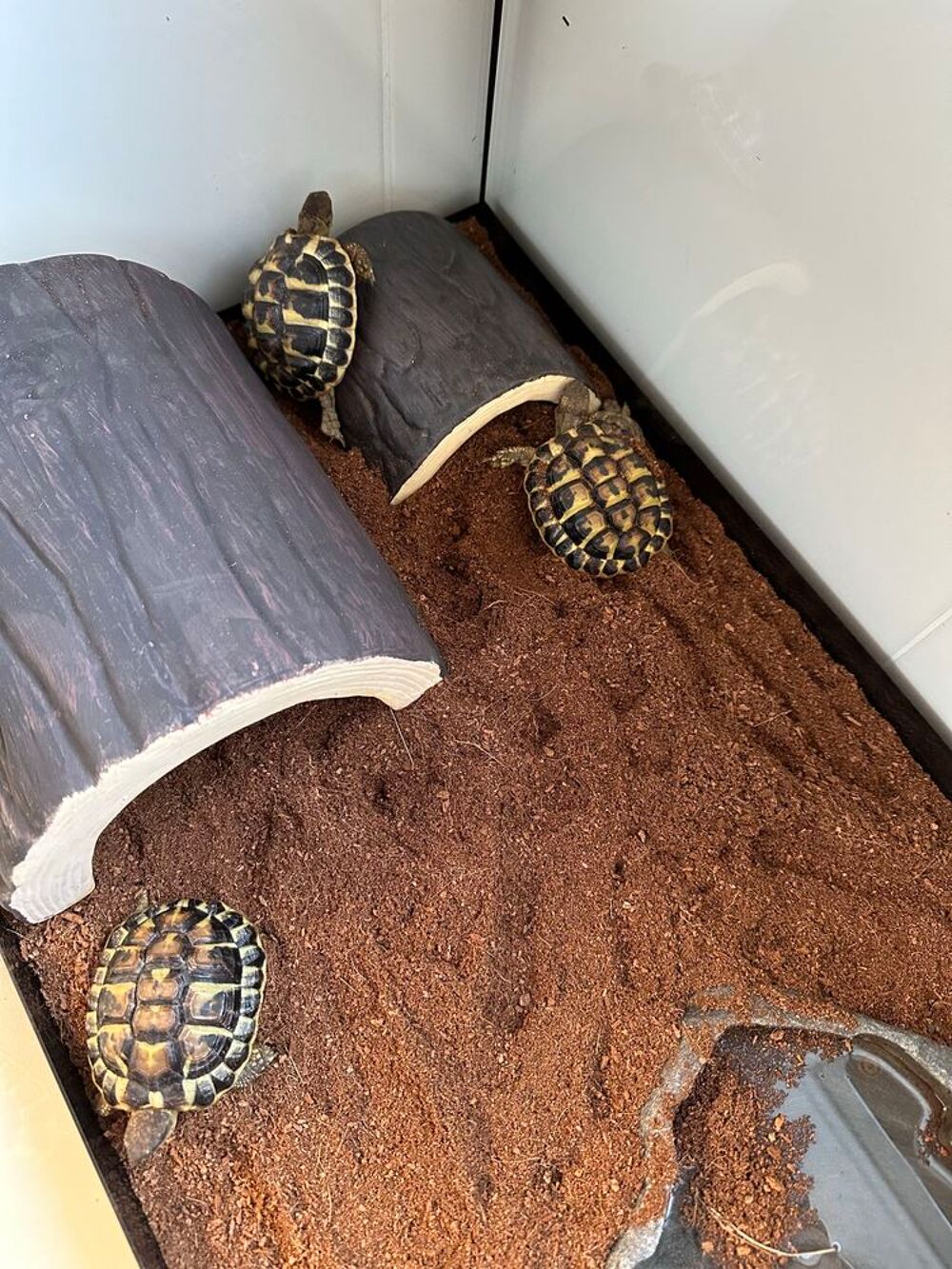 tortues de terre Jardin