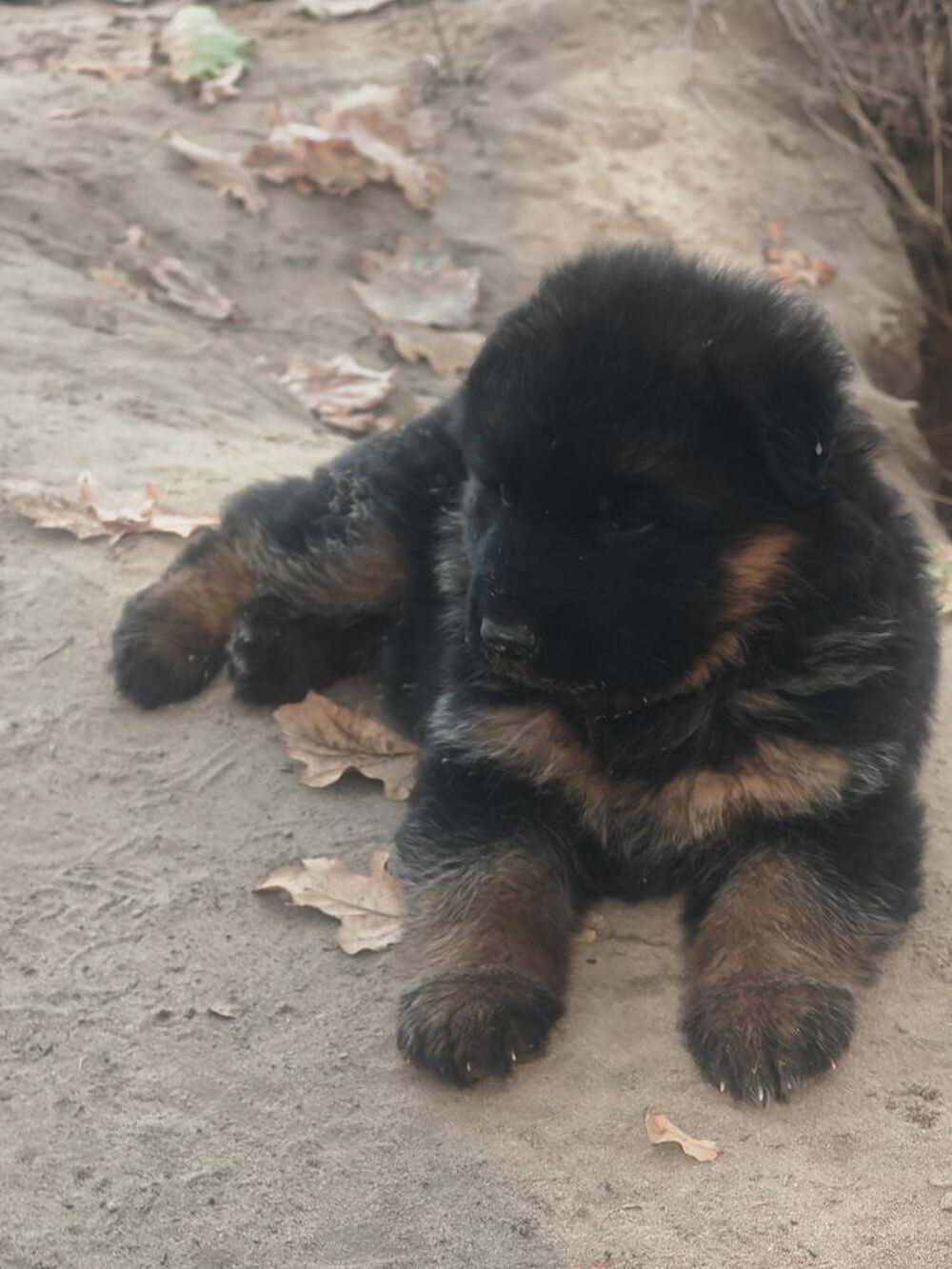   CHIOT BERGER ALLEMAND GRANDE GABARIE POILS LONGS 