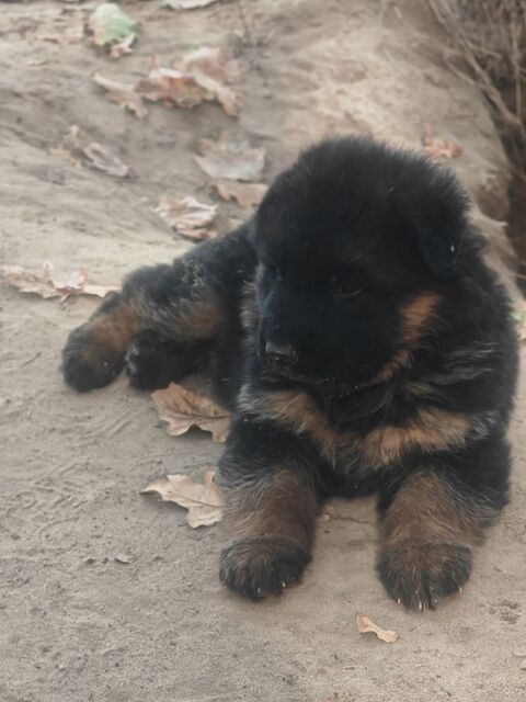 CHIOT BERGER ALLEMAND GRANDE GABARIE POILS LONGS 0 33710 Tauriac