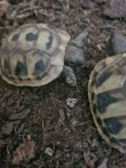   Tortues terrestres de terre juvéniles bébé de terre 