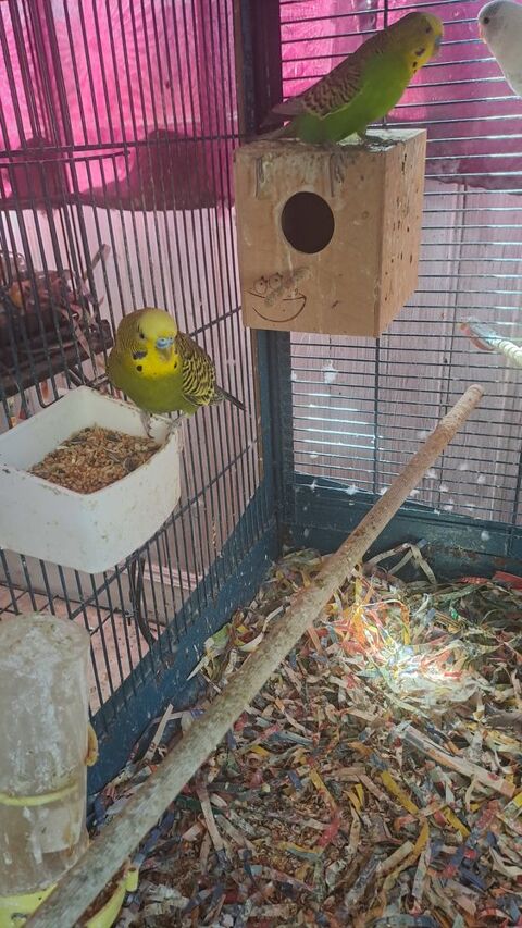 oiseaux: callopsite, cannaris, inséparables 25 30430 Mjannes-le-clap