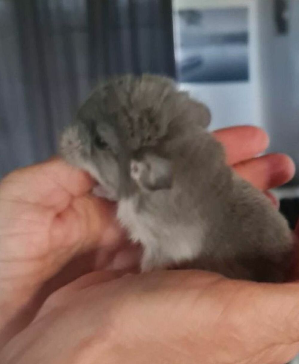   bbs chinchilla contre bon soins blanc  