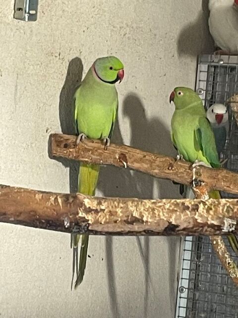 Couple perruche a collier 160 91800 Boussy-saint-antoine