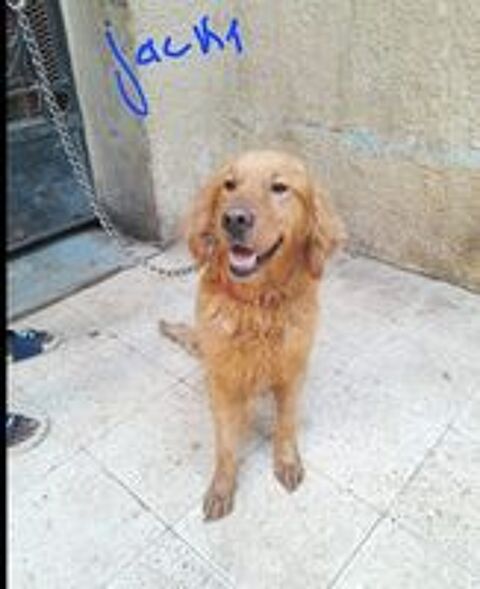   JACK MLE 2ANS1/2 NON CASTRE  A SAUVER D'GYPTE ADOPTION SEULEMENT  