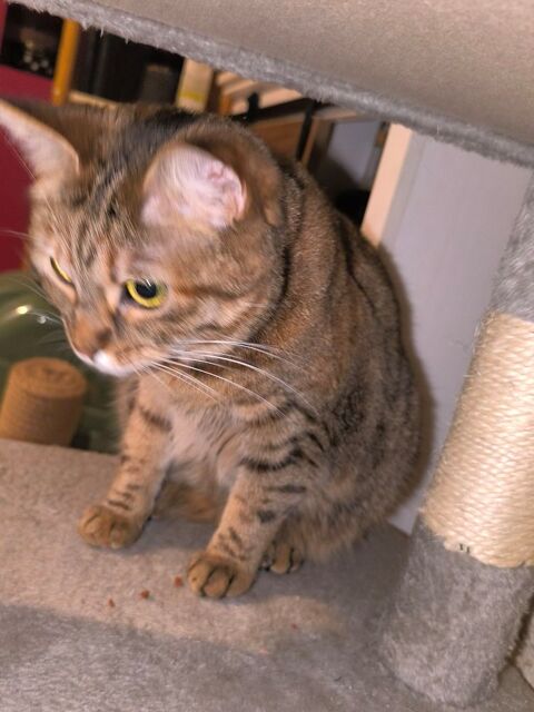 Donne Minette cause allergie 0 30190 Saint-geni�s-de-malgoir�s